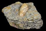 Fossil Crocodile Coprolite In Stone- Aguja Formation, Texas #116558-2